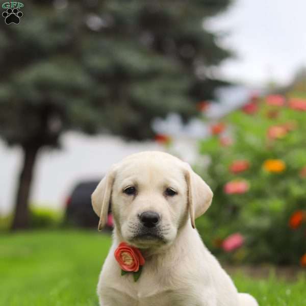 Beth, Yellow Labrador Retriever Puppy